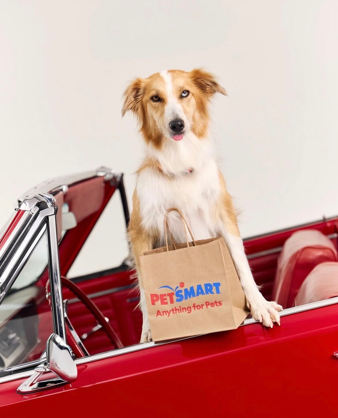 PhotoWhips – Connecting Classic Cars with Creative Opportunities